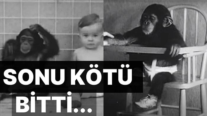 Tarihin En Karanlık Çalışmalarından Biri: Bebeğin Şempanzeyle Kardeş Olarak Büyütüldüğü Kellogg Deneyi