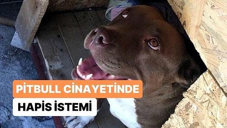 'Şila' İsimli Pitbull Cinsi Köpeği Yakarak Öldüren Zanlı Hakkında 6 Yıla Kadar Hapis İstemi
