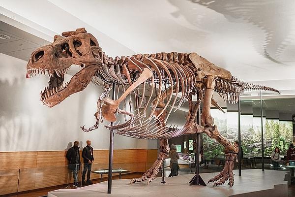 2. T-rex'in kısa kollarının nedeni ortaya çıktı.