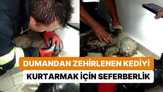 Çıkan Yangında Kalbi Duran Kediyi Kurtarmak İçin Seferber Oldular: İtfaiye Ekipleri Kalp Masajı Yaptı
