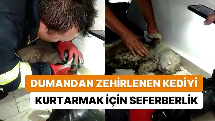 Çıkan Yangında Kalbi Duran Kediyi Kurtarmak İçin Seferber Oldular: İtfaiye Ekipleri Kalp Masajı Yaptı