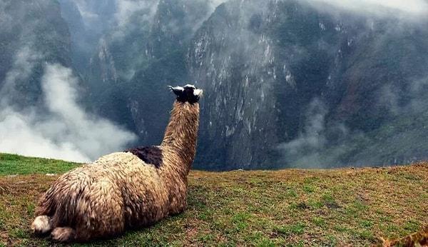 3. Anavatanı Güney Amerika olan lamalar, İnkaların yaşadığı bölgelerde doğup zamanla şimdiki görünümlerine evrildiler.