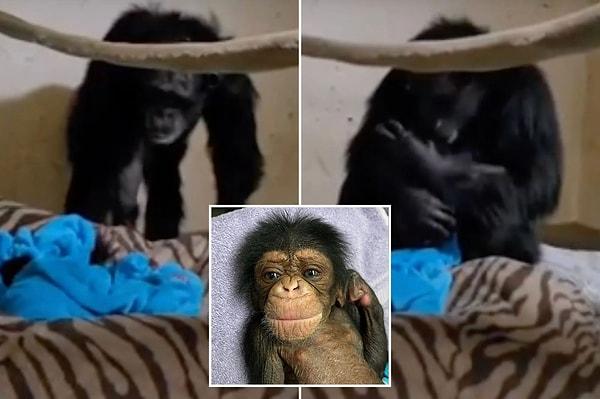 Sedgwick County Hayvanat Bahçesi'nde yaşanan olayda, sezaryen ile doğan ve ismi de Mahale konulan yavru şempanze, doğduğunda solunum sıkıntısı yaşadığı için tedavi altına alındı.
