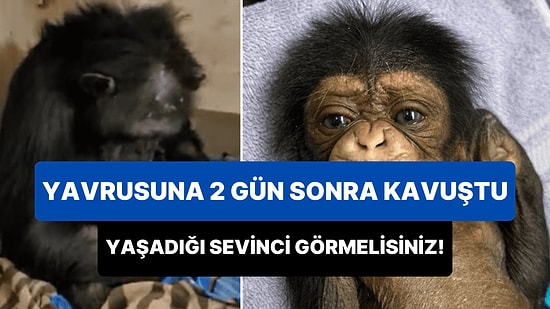Doğduğunda Tedavi Altına Alınan Yavrusuna 2 Gün Sonra Kavuşan Anne Şempanzenin Muhteşem Sevinç Anları