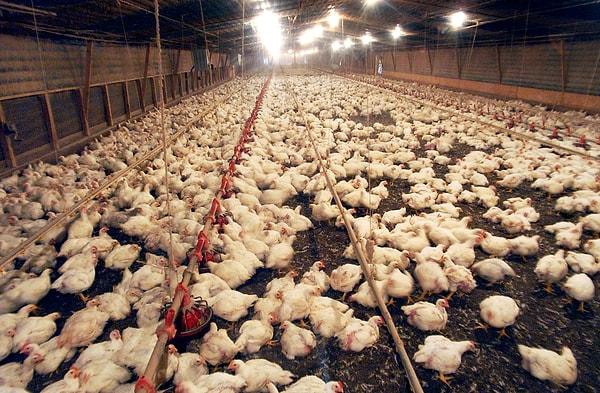 Daha basit olarak anlatmak gerekirse, bu durum tavukların çiftliklerde yerine biyoreaktörlerde yetiştirilmesi anlamına geliyor.