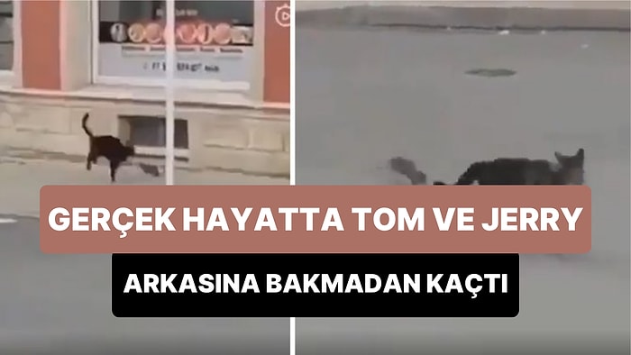 Gerçek Hayatta Tom ve Jerry: Fare Tarafından Kovalanan Kedinin Arkasına Bakmadan Kaçtığı Efsane Anlar