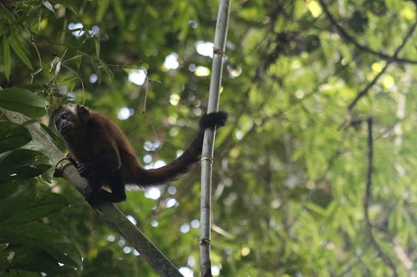 Günümüzde Orta ve Güney Amerika'ya özgü bazı maymun türleri, kuyruklarını objeleri kavramak için kullanıyor.