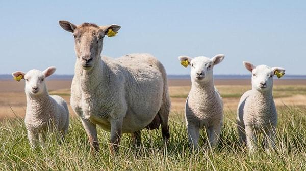Araştırmacılar, koyun sürülerinin kolektif davranışlarını incelemek için fizik teorisini kullandı.