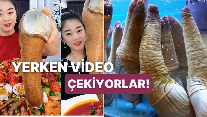 TikTok'ta Kemire Kemire Yendiği Videolarla Bilinen Penise Benzeyen Pahalı Bir İstiridye: Geoduck