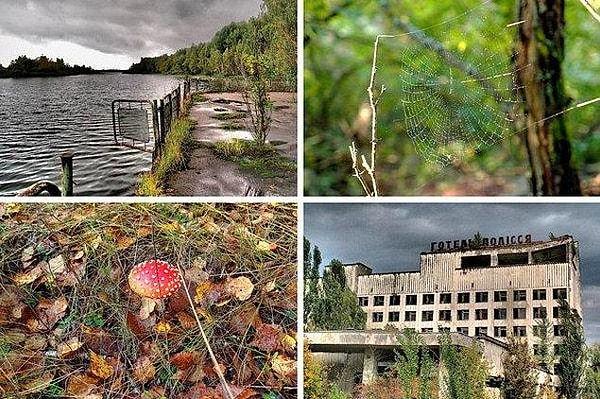 Çernobil bölgesinde tek bir jenerasyona adapte olmuş ve ışına maruz kalmış bitkiler yetişti.