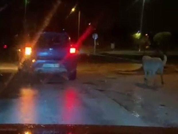 Tepki Çeken Görüntü: İple Bağladığı Köpeği Seyir Halindeki Otomobille Çekti