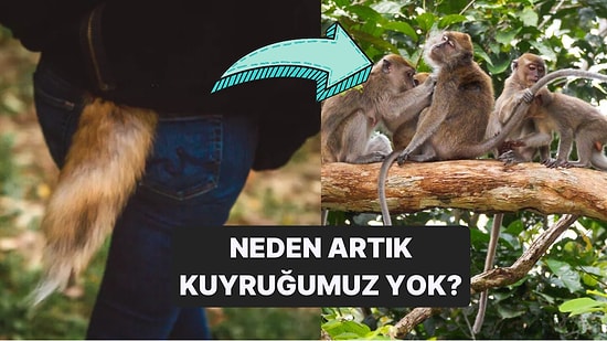 Uzmanların Görüşüyle Açıklıyoruz: İnsanların Kuyruğu Olsaydı Ne Olurdu?