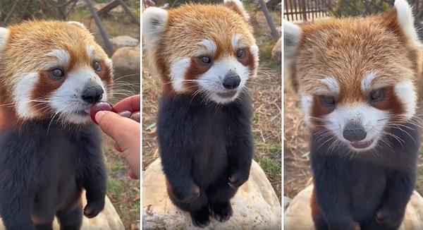 Sosyal medyada gündem olan görüntülerde, bir kızıl panda insan dostunun elinden üzüm yerken görülüyor.