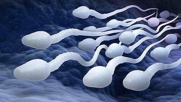 8. Spermler, dölleyecek yumurtaları koklayarak bulmaktadır.