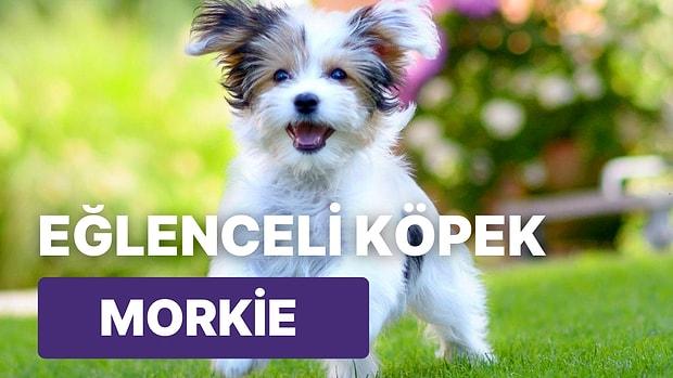 Hiç Bitmeyen Enerjisiyle Eve Neşe Getiren "Morkie" Köpeği Hakkında Bilmeniz Gereken Her Şey