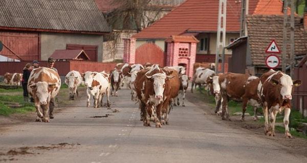 10. “Romanya’da bir aileyle birlikte yaşamıştım, ‘inekler eve dönerken’ demek saat 5 anlamına geliyordu orada. Tüm gün otlanan inekler sokağın ortasında yürüyerek kendi ahırlarına dönüyorlardı.”