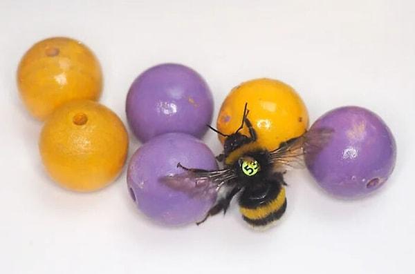 14. Yeni bir araştırma, yaban arılarının topları bir amaç için değil 'eğlencesine' yuvarladığını gösterdi!