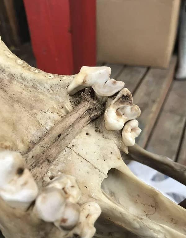 3. Bu kurt, ölene kadar dişlerinin arasında sıkışmış bir kemikle yaşamış!