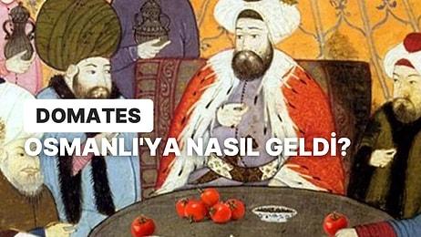 Zehirli Diye Yenilmiyordu! Türk Mutfağının Vazgeçilmezi Olan Domates, Osmanlı'ya Ne Zaman Geldi?