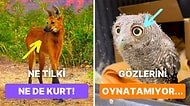 Hayvanlar Alemindeki Birbirinden İlginç Canlılar Hakkında Daha Önce Duymadığınız 23 Şaşırtıcı Bilgi