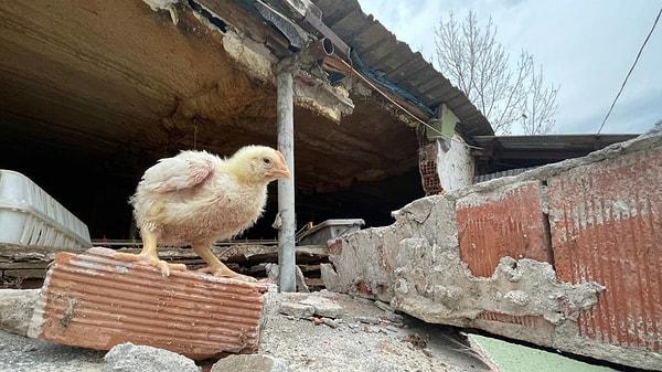 Ahmet Aslan’a ait 2 katlı tavuk kümesi çöktü