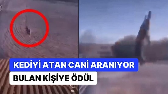 Kediyi Çatıdan Atan Cani Aranıyor! Haluk Levent: "Hayırseverimiz 25 Bin TL Ödül Vereceğini Açıkladı"