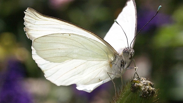 Rüyada Beyaz Kelebek Görmek