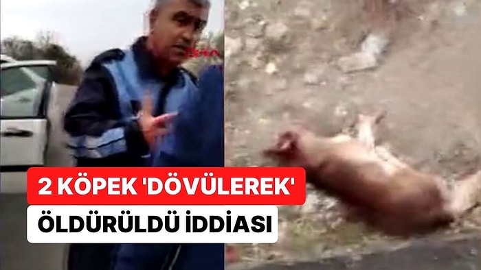 Hayvanseverler, Belediye Aracının İçindeki Köpeklerin 'Dövülerek' Öldürüldüğünü İddia Etti