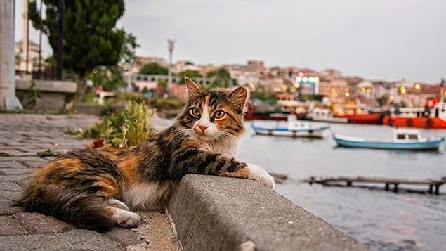 Hayvan Sevgisi Ile İlgili En Güzel Sözler