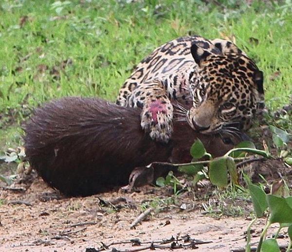 4. Kapibara yiyen bir jaguar: