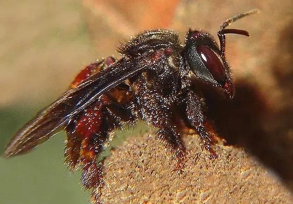 8. Akbaba arıları polen yerine etle beslenirler.