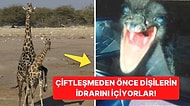 Doğanın Korkutucu Yüzünü İliklerinize Kadar Hissetmenize Sebep Olacak Birbirinden Ürkütücü 15 Yeni Fotoğraf