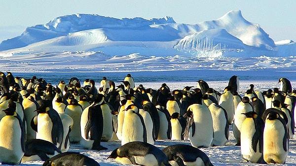 2. Bir zamanlar insan boyunca penguenler vardı