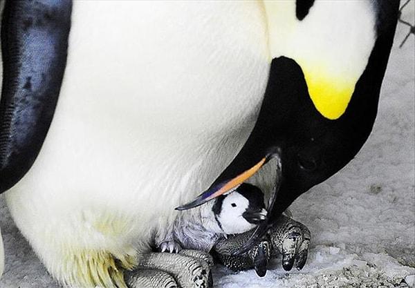 3. Yumurtaların bakıcılığını erkek penguenler üstleniyor