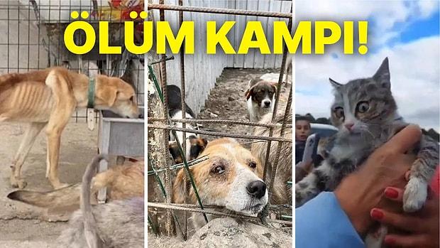 Türkiye'de Hayvan Barınağı Gerçekleri: Hayvanları Emanet Ettiğimiz Barınaklar Sizi İnsanlığınızdan Soğutacak!
