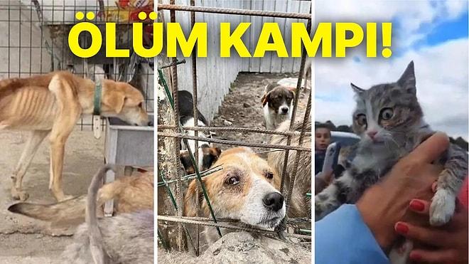 Türkiye'de Hayvan Barınağı Gerçekleri: Hayvanları Emanet Ettiğimiz Barınaklar Sizi İnsanlığınızdan Soğutacak!