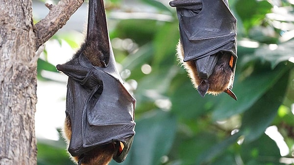 Yarasalar iki alt takıma ayrılır: Megachiroptera (büyük meyve yarasaları veya uçan tilkiler) ve Microchiroptera (küçük böcek yiyen yarasalar).