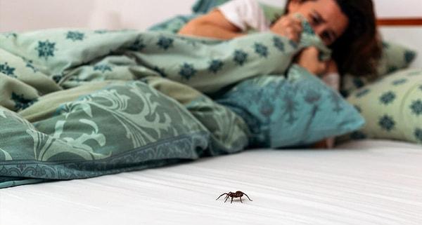 Örümcek ya da diğer bu tür hayvanlarla karşı karşıya gelen bu bireyler, aşırı korku ve endişe hissederler.