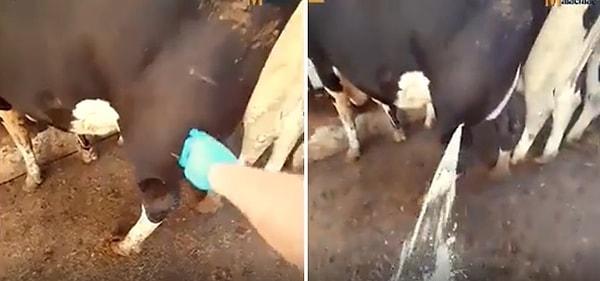 O görüntülerde, veteriner olduğu belirtilen kişi ineğin şişen arka bacağına iğne batırıyor. Ardından ise beyaz bir sıvı uzun bir süre bacaktan dışarıya boşalıyor.