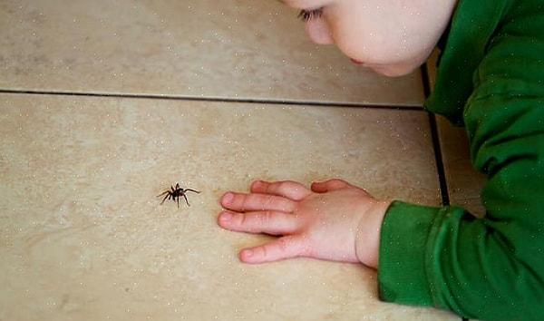Örümcek korkusu atakları bayılma, mide bulantısı, ağızda kuruluk ve titreme gibi ani tepkilerle kendini belli eder.