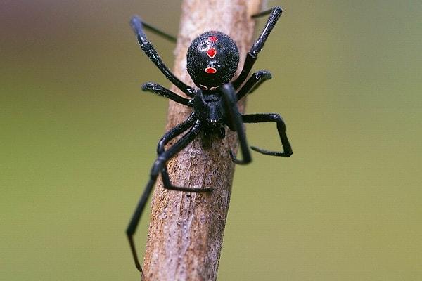 Örümcek korkusu tedavisinde birden fazla yöntem izlenebilir.