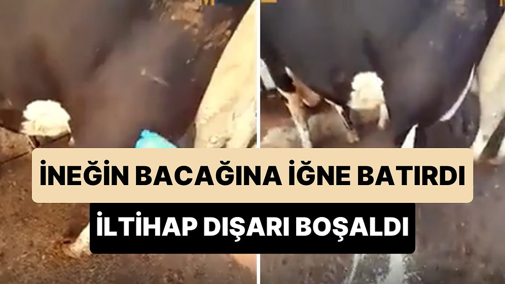 İneğin Bacağına Dolan İltihabı İğneyle Boşaltan Veterinerin 'Yok Artık' Dedirten Anları