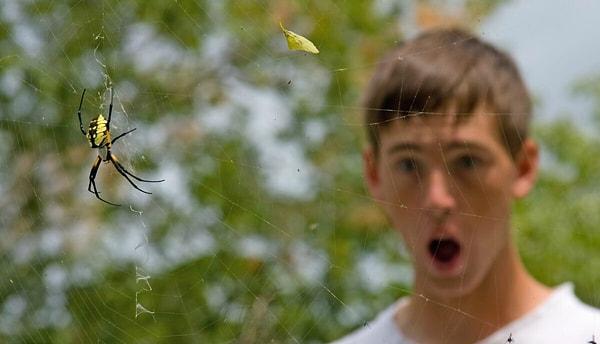 Örümcek korkusuna dair dikkat çeken unsurlardan biri farklı kültürlerde araknofobi olarak da bilinen rahatsızlığın yaygınlığının değişiklik göstermesidir.