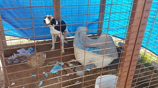 Tarım ve Orman Bakanı Vahit Kirişci'den Hayvan Barınağı Açıklaması: 'Ormanlarımızdan Yer Vermeyi Planlıyoruz'