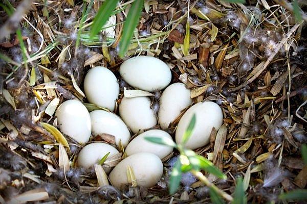 10. Rüyada Ördek Yumurtası Görmek Ne Anlama Gelir?