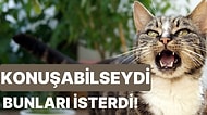 Kedinizin Konuşabilseydi Kesinlikle İsteyeceği 21 Şey