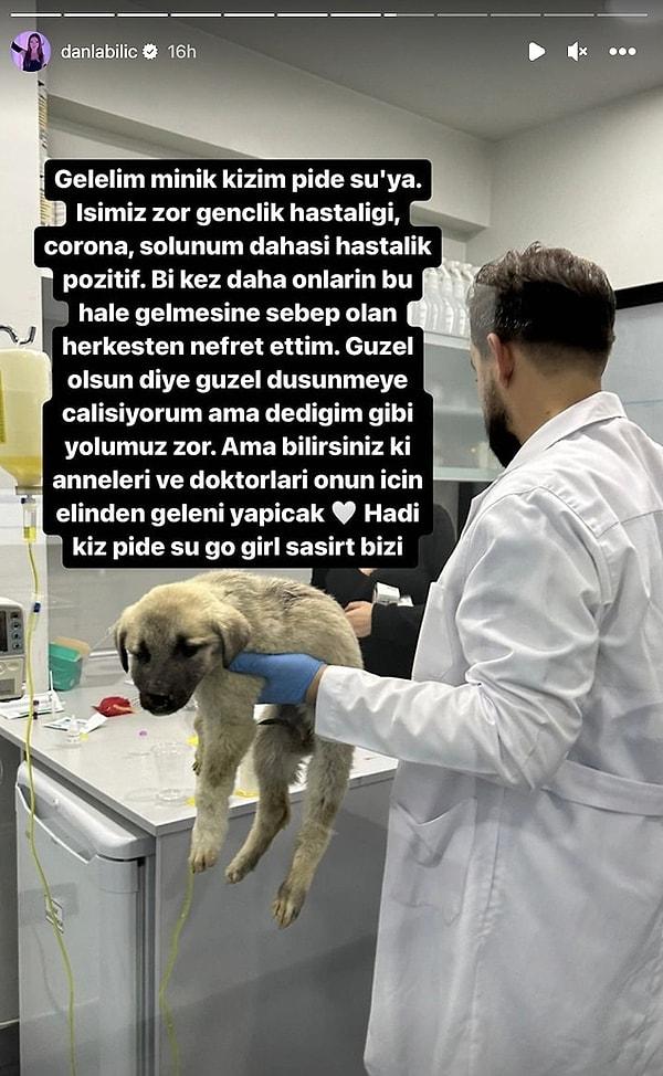 Danla Bilic, İstanbul'a getirdiği ve tedavi altına alınan yavru köpeğiyle ilgili dün bir paylaşım yaparak hepimizi üzmüştü. Pide Su, barınakta yaşayan birçok hayvanın kaderi olan Gençlik Hastalığı ve Corona ile mücadele ediyordu.