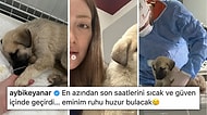 Ah Be Pide Su... Danla Bilic'in Konya Barınağı'ndan Sahiplendiği Yavru Köpek Hayatını Kaybetti!