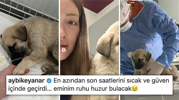 Ah Be Pide Su... Danla Bilic'in Konya Barınağı'ndan Sahiplendiği Yavru Köpek Hayatını Kaybetti!