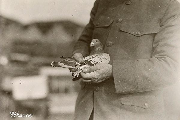 Birinci Dünya Savaşı'ndan kırk yıl önce ordu güvercin kullanma girişimlerinde de bulunmuşlar.